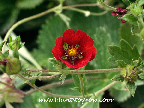 The one inch red flower on wiry stems. (June 30)